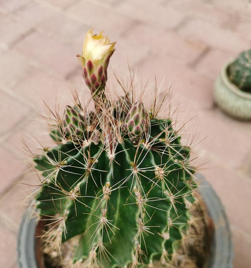 仙人球花苞的保存方法是什么？