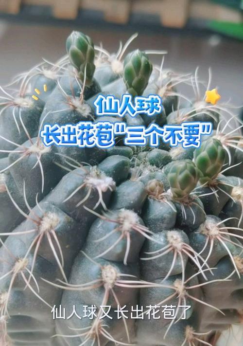 仙人球花苞的保存方法是什么？