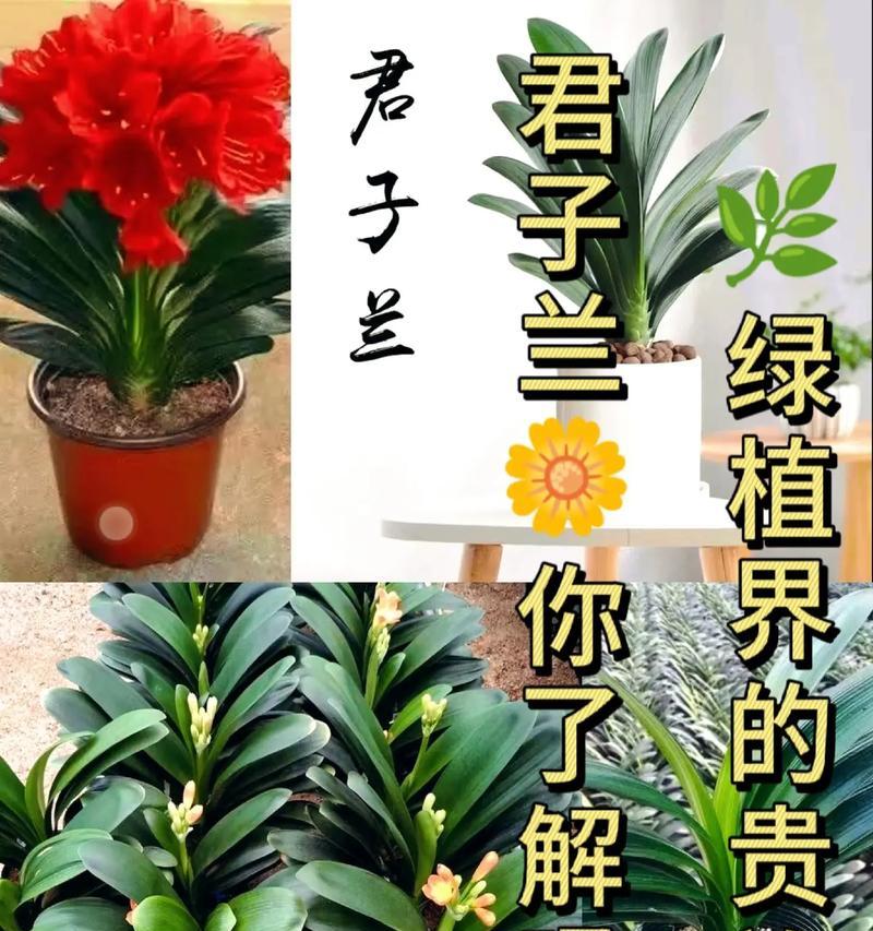 网上买的君子兰买回来怎么种？需要特别注意哪些养护要点？