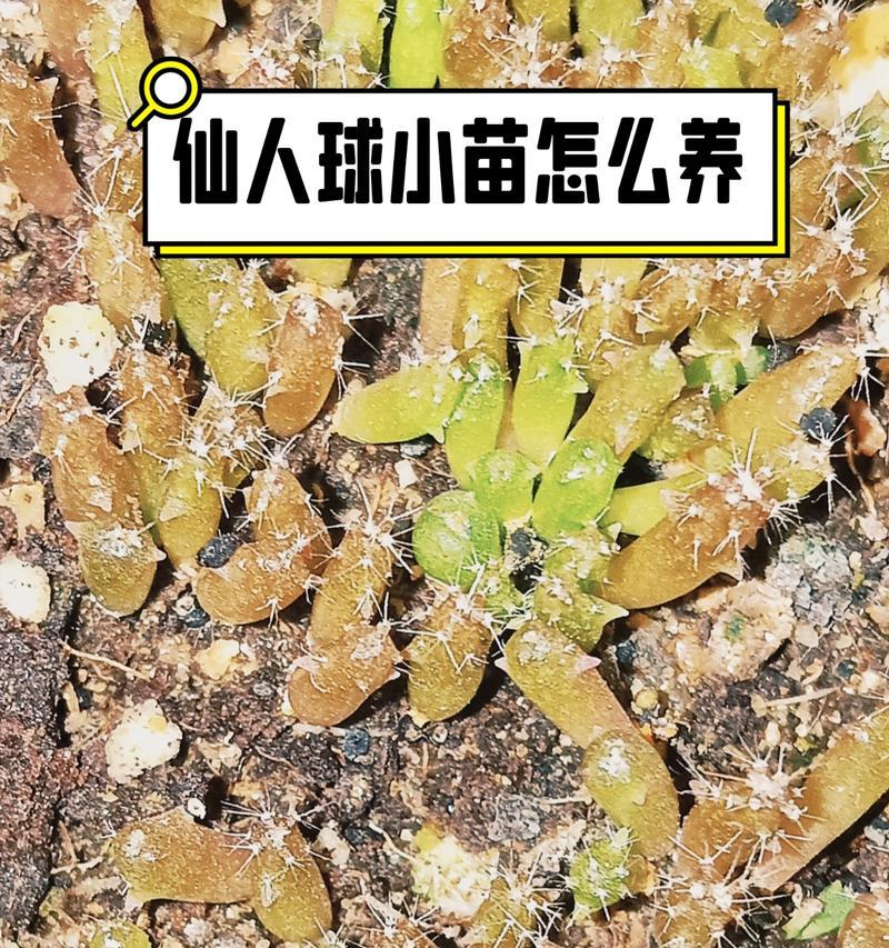 如何判断仙人球土壤的湿度？