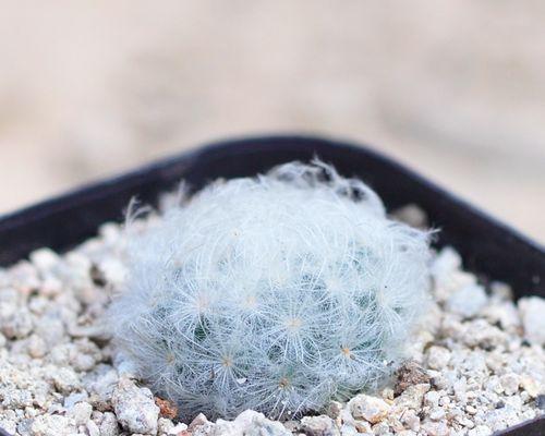白星仙人球有哪些品种？不同品种的白星仙人球有何特点？