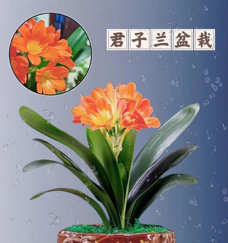 如何养护一盆拥有一百多万株的君子兰？
