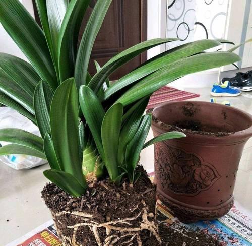 君子兰垂笑品种的养殖难度如何？