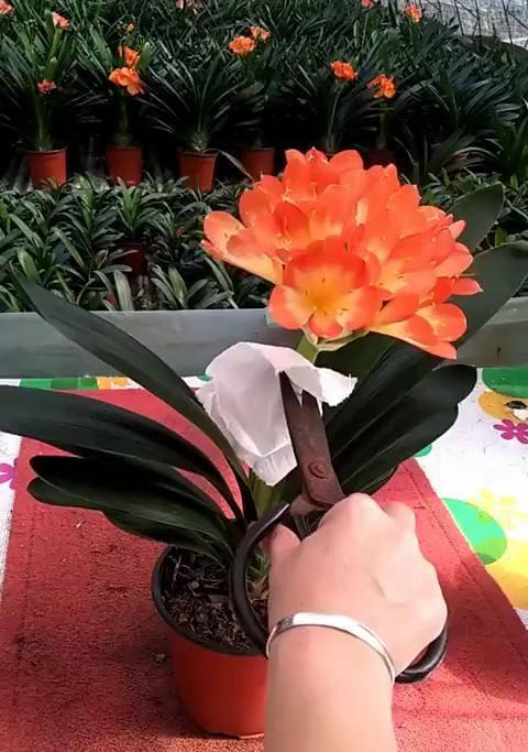 君子兰开花箭杆歪斜原因何在？如何纠正？