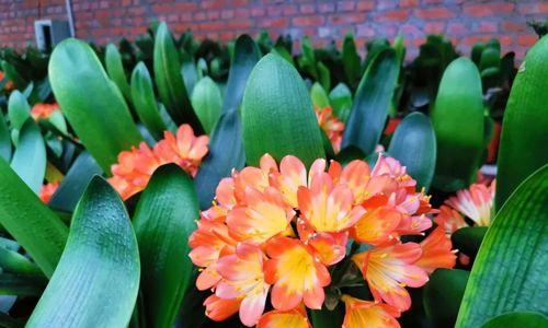君子兰开花箭杆歪斜原因何在？如何纠正？