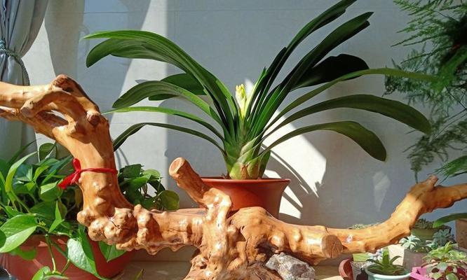 君子兰开花箭杆歪斜原因何在？如何纠正？