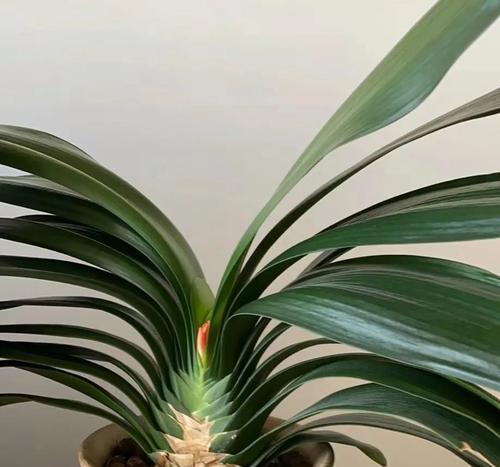 盆栽鲜花中君子兰开花期如何养护？需要注意什么？