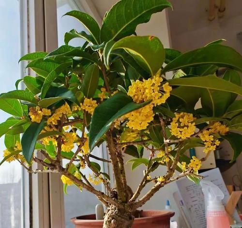 盆栽鲜花中君子兰开花期如何养护？需要注意什么？
