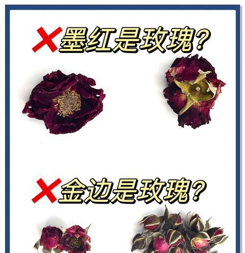 月季小苗玫瑰花如何养护？有哪些注意事项？