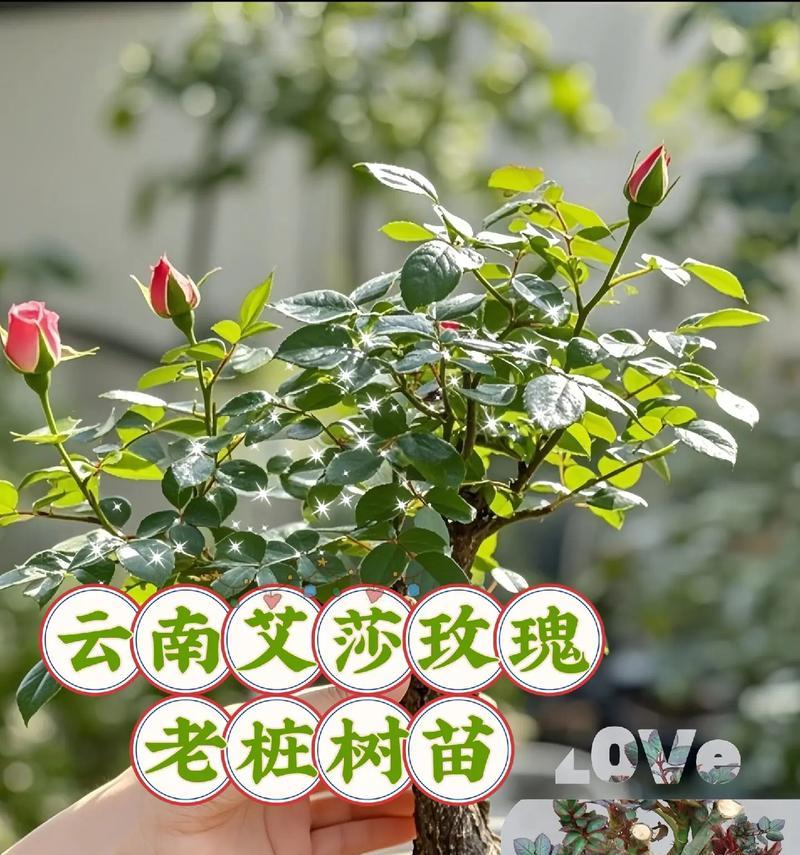 月季小苗玫瑰花如何养护？有哪些注意事项？