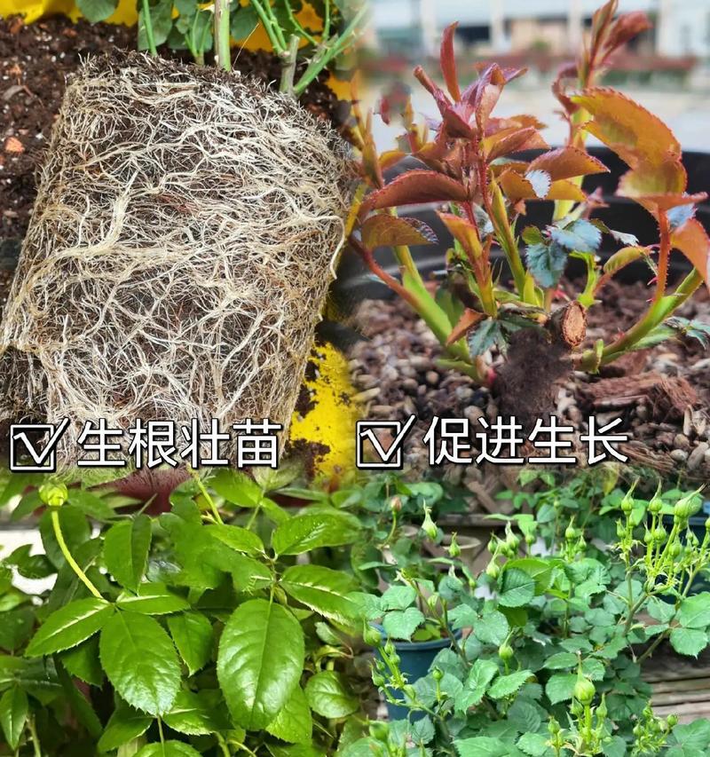月季小苗玫瑰花如何养护？有哪些注意事项？