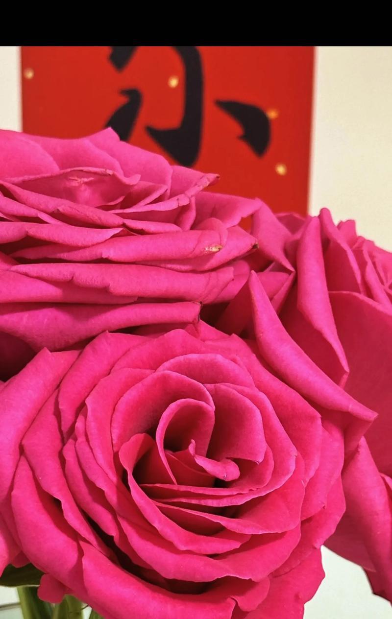 玫瑰花枯萎后如何装饰墙面？贴墙上的玫瑰花如何保养？