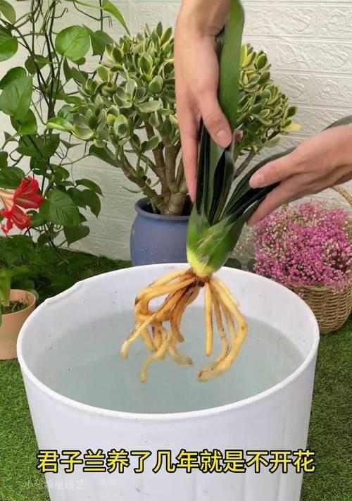 君子兰不开花时应施哪种肥料？