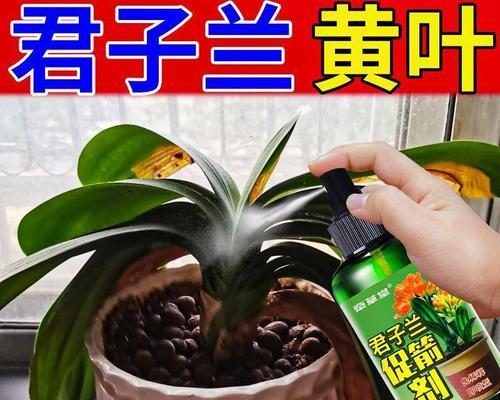 君子兰不开花时应施哪种肥料？