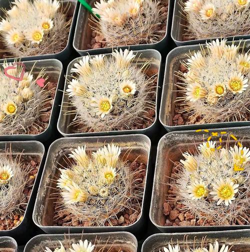五刺仙人球种植与养护的技巧有哪些？