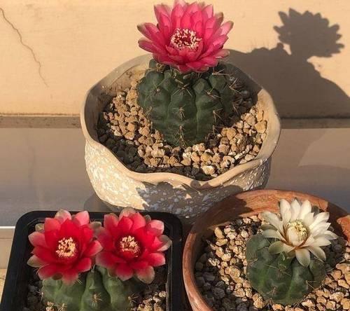 五刺仙人球种植与养护的技巧有哪些？