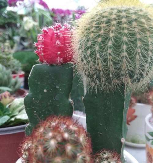 仙人掌适合多大的盆栽？养护技巧有哪些？