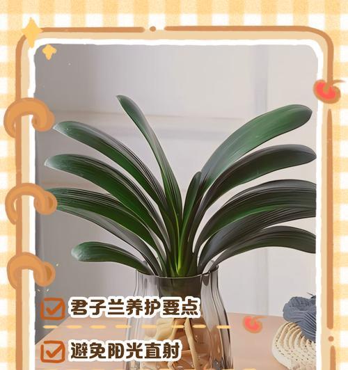 君子兰养得好的小妙招有哪些？