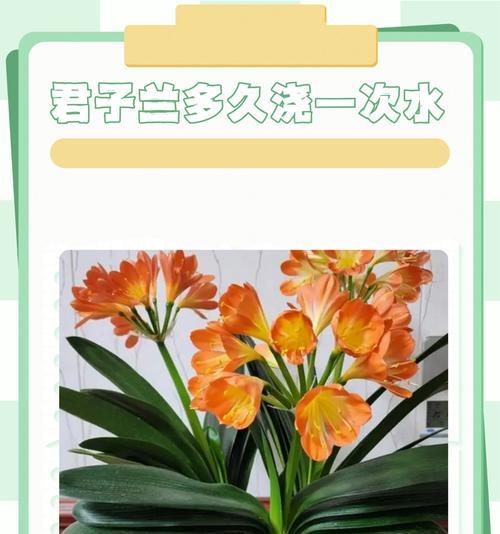 君子兰浇芝麻油的正确方法是什么？