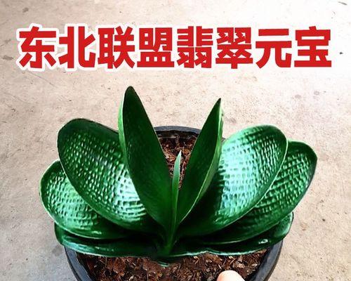 圆宝君子兰属于哪种品种？有何特征？