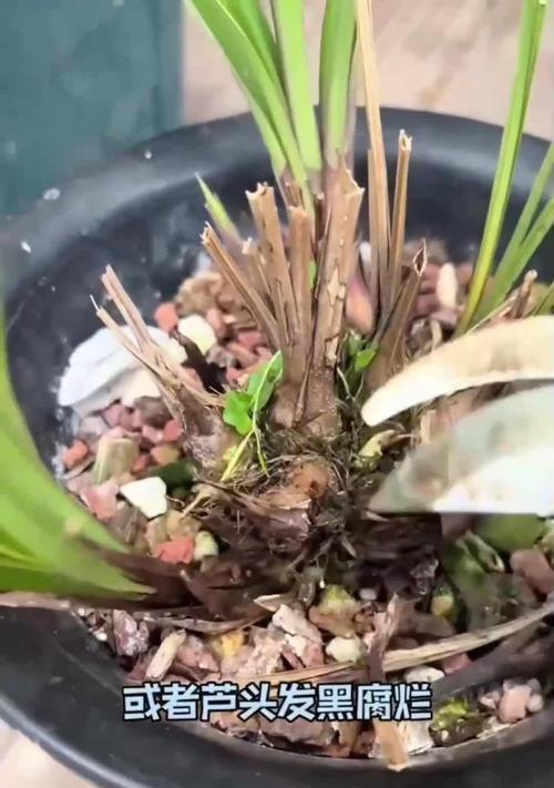 君子兰芦头叶子干枯了怎么办？如何处理？
