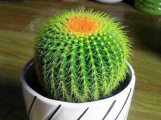 仙人掌在18度左右的温度下如何浇水？浇水频率是多少？