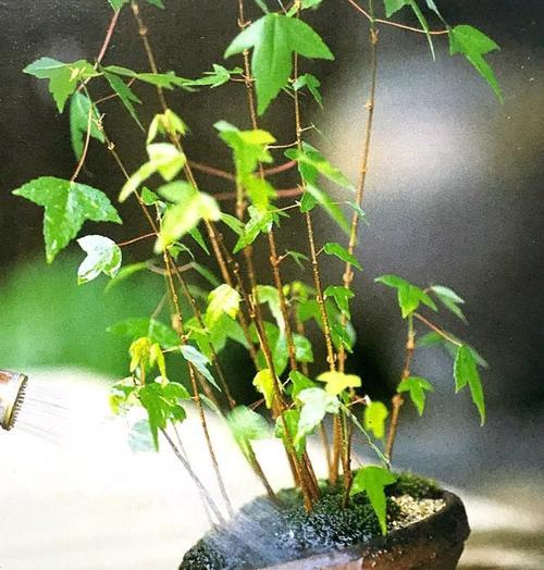 仙人掌在18度左右的温度下如何浇水？浇水频率是多少？