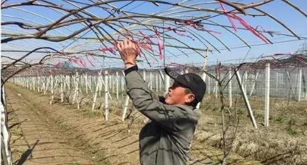 丈量尺仙人掌的种植方法是什么？需要注意哪些要点？