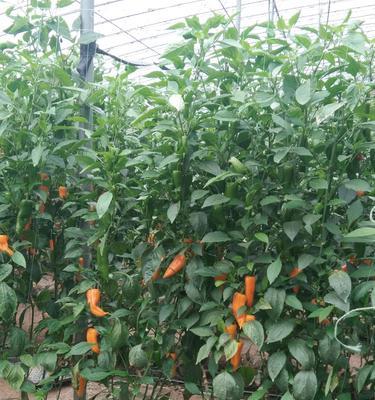 丈量尺仙人掌的种植方法是什么？需要注意哪些要点？