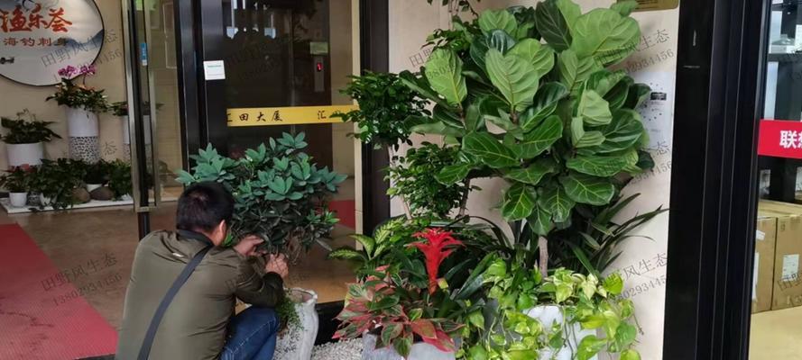 丈量尺仙人掌的种植方法是什么？需要注意哪些要点？