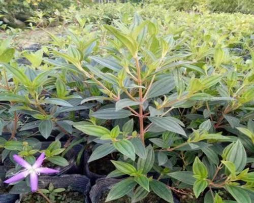 室外盆栽牡丹花何时搬至屋外？