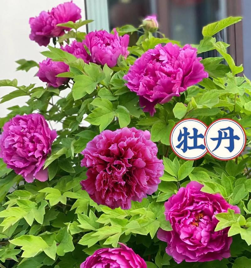 室外盆栽牡丹花何时搬至屋外？