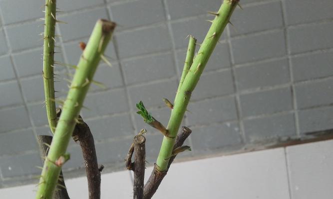 玫瑰花枯萎后应该怎么办？如何预防玫瑰花枯萎？