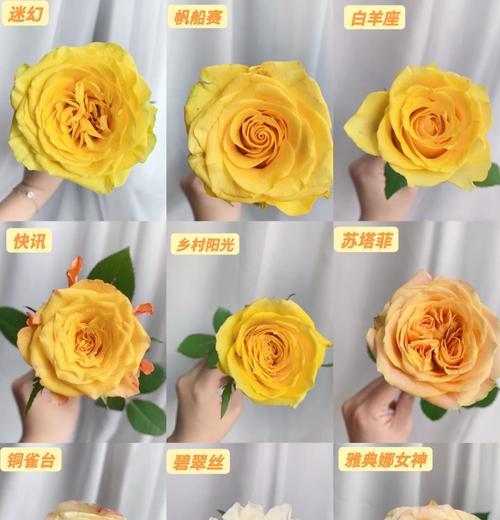 哪种玫瑰花品种寓意好运招财？如何挑选？