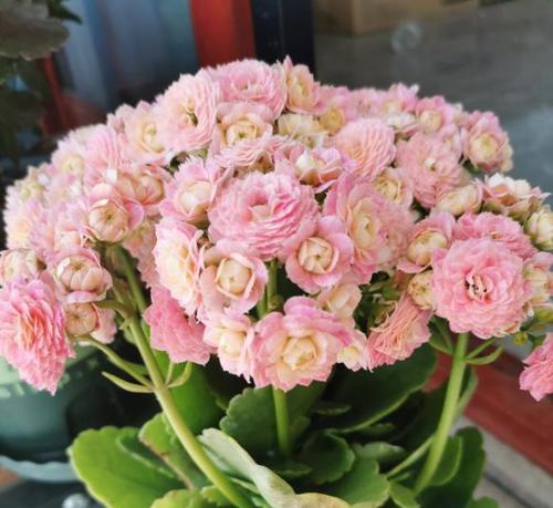 玫瑰花形的长寿花怎么养？需要哪些特别的养护技巧？