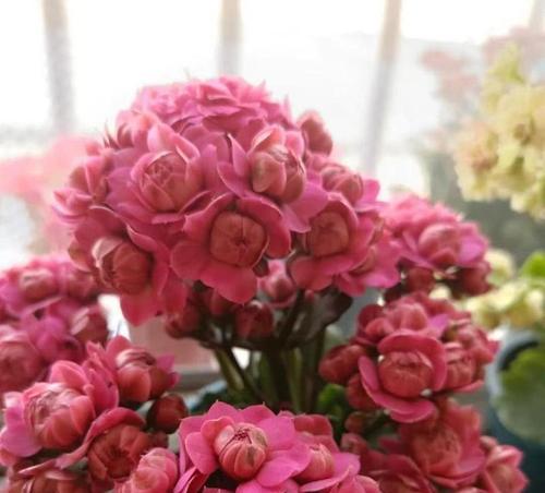 玫瑰花形的长寿花怎么养？需要哪些特别的养护技巧？