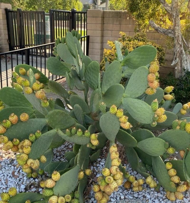 大花盆仙人掌的种植技巧是什么？