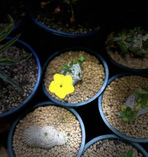 大花盆仙人掌的种植技巧是什么？