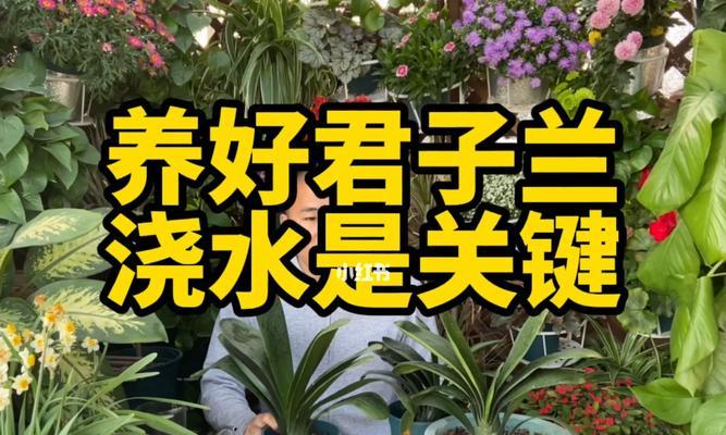 果粒橙能用来浇君子兰吗？正确的浇水方法是什么？