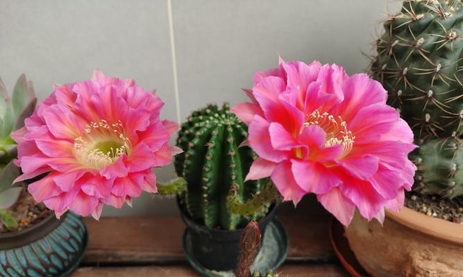 彩色仙人球花苞的养护管理技巧有哪些？