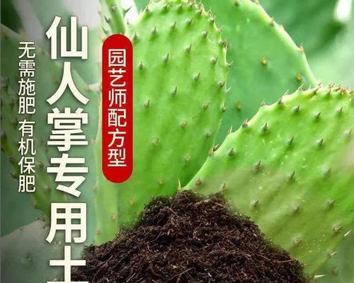 哪种土壤最适合仙人球生长？如何正确选择和配置土壤？
