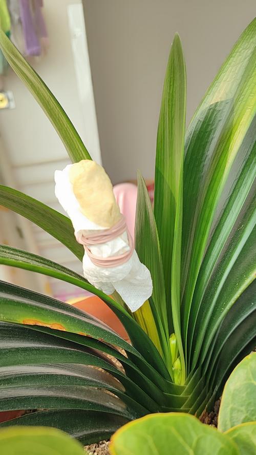 君子兰绿花硬壳花苞如何处理？