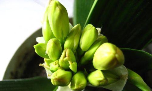 君子兰绿花硬壳花苞如何处理？