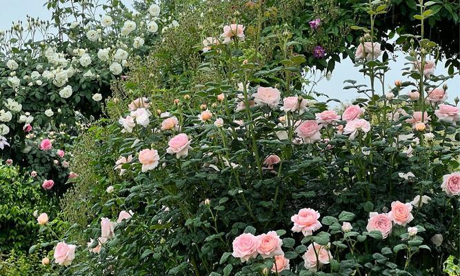 花瓣下垂的玫瑰花品种是什么？