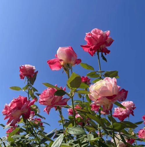 花瓣下垂的玫瑰花品种是什么？