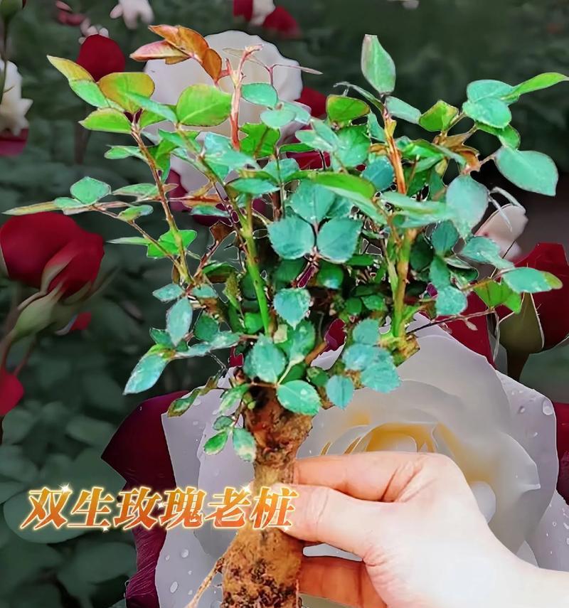 盆栽玫瑰花作为礼物的寓意是什么？