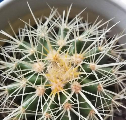金狐狸仙人球的养殖技巧有哪些？