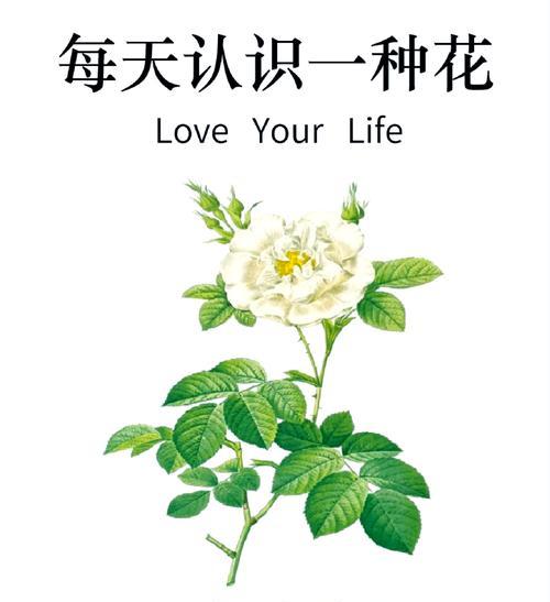 米白色玫瑰花的品种名称是什么？