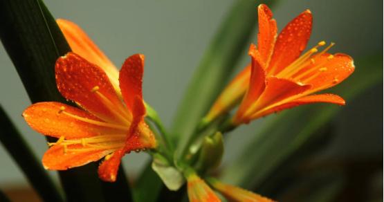 彩色君子兰的别称是什么？如何促进其当年开花？