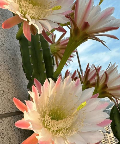 仙人掌黑球花的养护要点是什么？